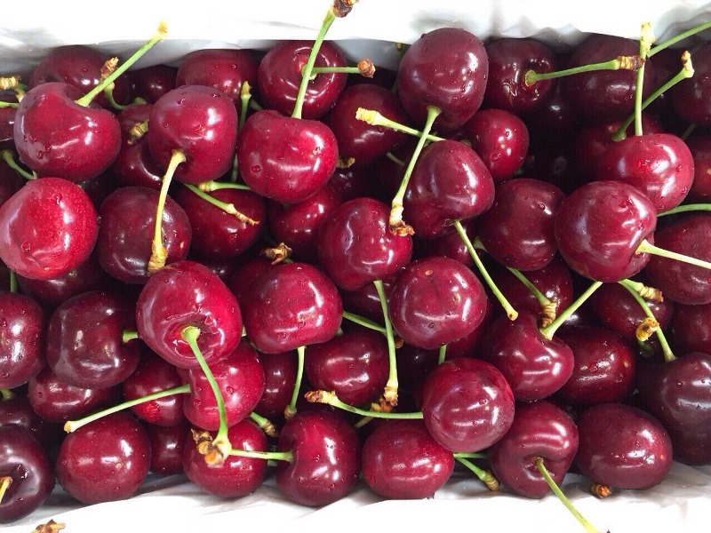 Cherry đỏ Mỹ 
