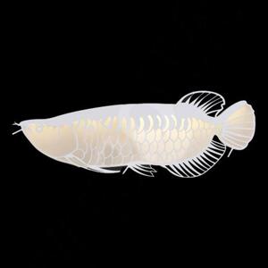 Đèn vách Verona V3328