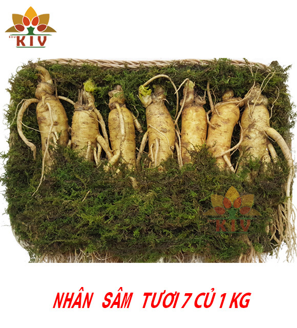 Nhân Sâm Tươi Hàn Quốc 7 củ/kg 