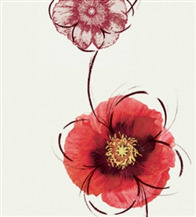 Giấy dán tường Hàn Quốc 9112-2