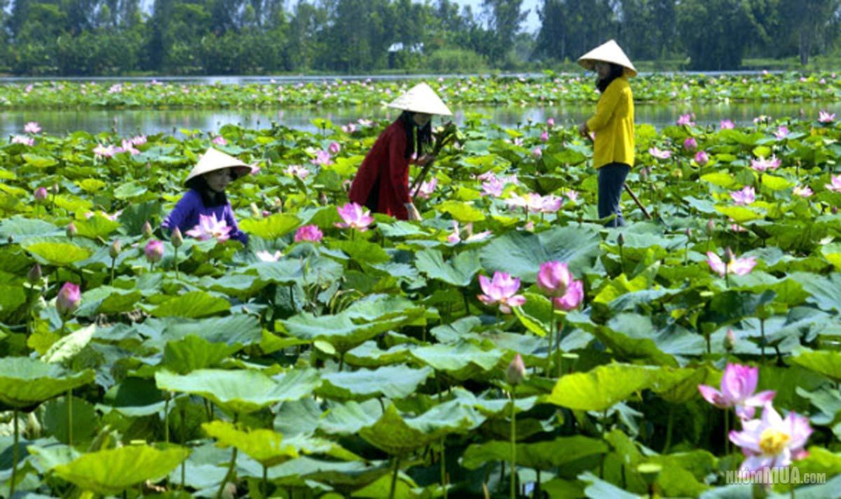 Tour du lịch Đồng Tháp