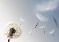 Tranh dán tường TD25A