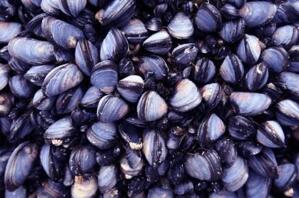 Tranh dán tường TD43A