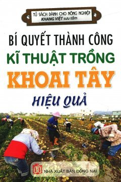 Bí Quyết Thành Công Kĩ Thuật Trồng Khoai Tây Hiệu Quả 