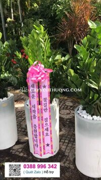 베트남 꽃배송 지금 영업 중 15km 이내 - cây kim tiền chậu sứ lớn