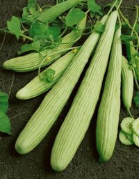 แตงกวายาว – Armenian Yard long Cucumber-Dưa chuột dài –