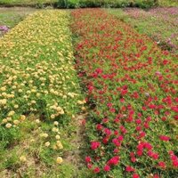 🌸 Bó 150 Cành Hoa Mười Giờ Thái - 15 Màu Riêng Biệt, Dễ Trồng, Sai Hoa, Rực Rỡ Sắc Màu 🌿