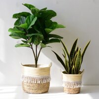 🌳 Cây bàng Singapore giả cảnh trang trí nội thất cao 1mét gồm 3 nhánh - KÈM CHẬU NHỰA ĐEN