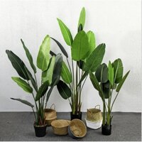 👉 Cây chuối cảnh giả 1m 1m2 1m6 1m8