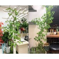 💥 CÂY GIẢ, CÀNH LÁ PHONG XANH, GIÀN CÂY PHONG GIẢ LEO TƯỜNG TRANG TRÍ BAN CÔNG PHÒNG KHÁCH VĂN PHÒNG (230CM)