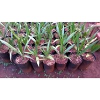 [ ] CÂY GIỐNG CHÀ LÀ NHẬP KHẨU TỪ ÚC [ QUẢ VÀNG, CAM KẾT RA QUẢ CÓ BẢO HÀNH ] (Freeship Xtra, Voucher Xtra +)