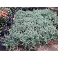 * CÂY GIỐNG HƯƠNG THẢO chậu to như hình [ cây giúp ĐUỔI MUỖI VÀ CÔN TRÙNG RẤT TỐT ]