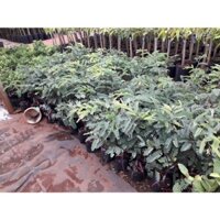 * Cây giống Me CHUA CAO SẢN [ TÊN KHÁC: ME TA ] [ CÂY GHÉP CHO TRÁI SỚM ]