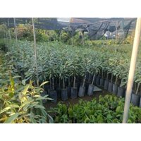 🌳 Cây giống sầu riêng