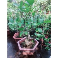 . Cây Sung Dáng Bonsai ( giá hạt rẻ )