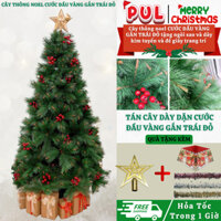 [𝙓𝙈𝘼𝙎] Cây thông noel 2M CƯỚC ĐẦU VÀNG GẮN TRÁI ĐỎ cây tự động trang trí decor giáng sinh