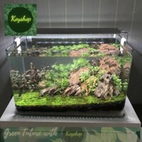 ( chỉ giao hỏa tốc ) Bể Cá Mini -Hồ Kính Đúc Uốn cong 2 góc Kích thước: 45*28*30cm kèm  phụ kiện trang trí