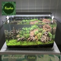 ( chỉ giao hỏa tốc ) Bể Cá Mini -Hồ Kính Đúc Uốn cong 2 góc Kích thước: 45*28*30cm kèm bộ 10 phụ kiện trang trí.