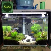 ( chỉ giao hỏa tốc ) Bể Cá Mini -Hồ Kính Đúc Uốn cong 2 góc Kích thước: 35*20*23cm kèm bộ phụ kiện trang trí.