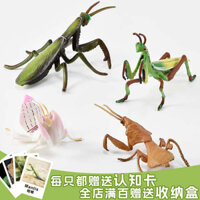 🔥 có hàng sẵn 🔥 Quà tặng trẻ em đồ chơi động vật mới lạ Mô phỏng các mô hình động vật nhỏ Giáo dục sớm cho trẻ em Mẫu Côn Trùng Thật Nhựa Đồ chơi giáo dục ♞Chắc Chắn Trẻ Em Mô Phỏng Arthropod Côn Trùng Đồ Chơi Mô Hình Mantis Dao Phong Lan Lá Chết Bọ Cạp