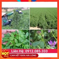 💕𝙛𝙧𝙚𝙚𝙨𝙝𝙞𝙥💕 Cỏ alfalfa linh lăng dinh dưỡng cao cho chăn nuôi gia súc gói 100g - Làm thức ăn cho bò, dê, gà gói 100gr