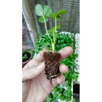 ( Combo 10 cây ) Cây giống dâu tây chịu nhiệt ( mỹ abion )