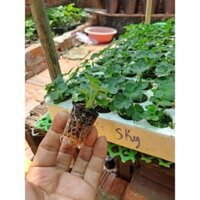 ( combo 10 cây ) Cây Giống Dâu Tây Cáy Mô Chịu Nhiệt 10 cây ( sky )