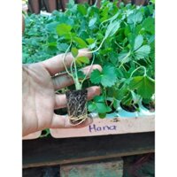 ( combo 10 cây ) Cây Giống Dâu Tây Cáy Mô Chịu Nhiệt 10 cây ( hana )