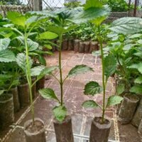 👉🌱🌱🌱👍 Combo 10 cây đuôi chuột hoa tím (Cây mạch lạc)