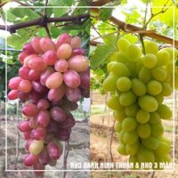 { Combo 2 } cây nho xanh Ninh Thuận và nho Ngón Tay Đỏ, dễ trồng, hướng dẫn trồng ra trái 100%