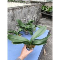 🌸 Combo 5 bầu Hoa lan Hồ Điệp Giống nhiều màu, cây khỏe, đẹp, giá rẻ tại Hà Nội 🌸