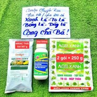 [ Combo pha 200 lít ] RAU ĂN LÁ_ HÚNG QUẾ, lá  to, xanh dày, bóng, mập cọng, bung đọt, nặng ký, tươi xanh sau thu hoạch.