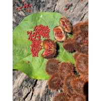 𝑯𝒂̣𝒕 𝒎𝒂̀𝒖 đ𝒊𝒆̂̀𝒖 Đắk Lắk