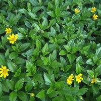 𝖢𝖺̂𝗒 𝖲𝖺̀𝗂 Đ𝖺̂́𝗍 𝗄𝗁𝗈̂ 𝗍𝗋𝗂̣ 𝗋𝗈̂𝗆 𝗌𝖺̉𝗒, 𝗀𝗂𝗎́𝗉 𝗆𝖺́𝗍 𝗀𝖺𝗇 𝗁𝗂𝖾̣̂𝗎 𝗊𝗎𝖺̉  𝗍𝗁𝗎̛𝗈̛𝗇𝗀 𝗁𝗂𝖾̣̂𝗎 𝖲𝖠𝖮𝖳𝖮𝖲𝖮 𝗀𝗈́𝗂 𝟧𝟢𝟢𝗀