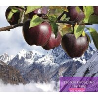 ( ĐẶC SẢN ) TÁO NÚI / TÁO KIM CƯ ƠNG ĐEN TÂY TẠNG TINH KHIẾT (500GR)