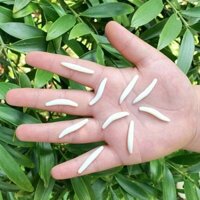 🔥 Đồ chơi giáo dục 🔥 Mô phỏng các mô hình động vật nhỏ có hàng sẵn Giáo dục sớm cho trẻ em đồ chơi động vật mới lạ Mẫu Côn Trùng Thật Nhựa Quà tặng trẻ em ♂Cao su mềm đàn hồi mô phỏng giòi câu cá mồi giả côn trùng siêu nhỏ mẫu giáo đồ chơi trẻ em mô hìn