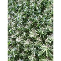 [ FreShip ] Combo 10 Cây Lan Đai Châu Bóc Trụ Siêu Đẹp