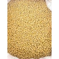 ( giá sỉ ) combo 10kg đỗ tương vàng đậu nành sống