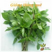 ( Gói 100 Gram )  Hạt Giống rau Húng quế lá to