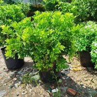 ( Hỏa Tốc ) Cây Ngâu Hoa Vàng ( hàng đẹp .sẵn nụ .hoa )