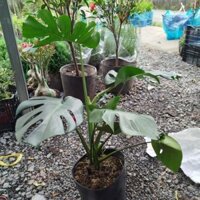 ( Hỏa Tốc ) Cây Trầu Bà Lá Xẻ ( Montera) lá 38cm