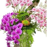 [ mẫu 2024 ] chậu hoa cắm sẵn  cành  hoa lan hồ điệp  cao su cánh ướt  - cắm chậu combo rít cao cấp , Decor Bàn Trang Tr