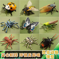 🔥 Mô phỏng các mô hình động vật nhỏ 🔥 đồ chơi động vật mới lạ có hàng sẵn Quà tặng trẻ em Mẫu Côn Trùng Thật Nhựa Đồ chơi giáo dục Giáo dục sớm cho trẻ em ❣Giả Côn Trùng Đồ Chơi Mô Hình Marchle Phượng Hoàng Bướm Gián Cicada Ciccinella septempctata Nhện