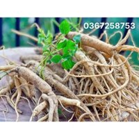 👉 Mua ngay 1kg sâm dây Ngọc Linh tươi hàng chất lượng Kon Tum 8 củ/kg, đặt nhiều có giá sỉ tốt