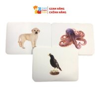 [ Quà tặng ] Bộ flash card cho bé chủ đề thế giới xung quanh