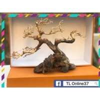 [ Rẻ ] Bonsai mini bể cá để bàn D28xC19