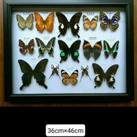 ( rẻ mà chất lượng)Mẫu bướm, bướm thủ công, bướm thật. Khung ảnh con bướm quà tặng sinh nhật trang trí tường