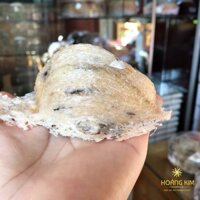 ❎ Tai Yến thô cỡ nhỏ ❎  Yến sào Nha Trang