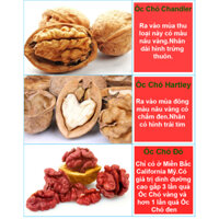 [ TẶNG 25GRAM HẠT CHIA ÚC ] Quả Óc Chó Đỏ Mỹ,  Hạt Óc Chó Đỏ Mỹ - Nhân Quả óc chó FONUT nhập khẩu Mỹ