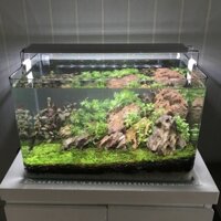 ( Toàn Quốc) Bể Cá Mini -Hồ Kính Đúc Uốn cong 2 góc Kích thước: 50*27x30 cm kèm bộ  phụ kiện trang trí